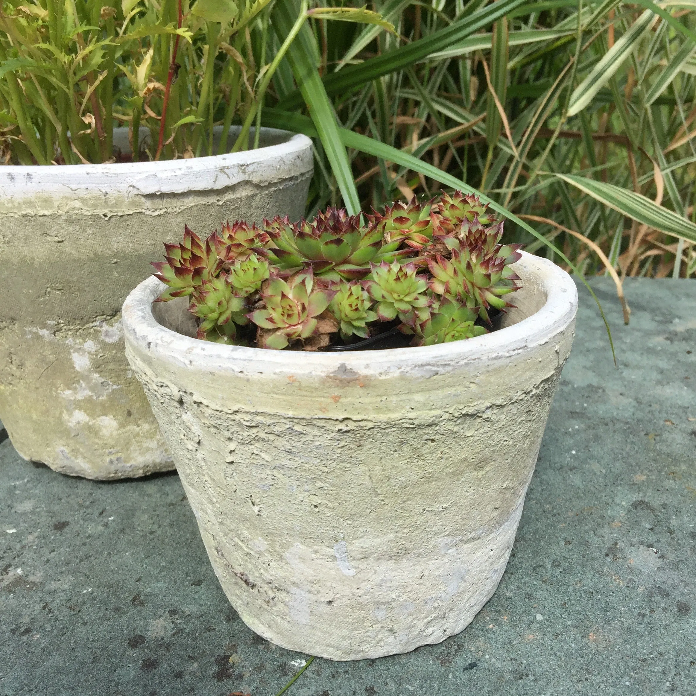 Aged Terracotta Cactus Pot - Various Sizes