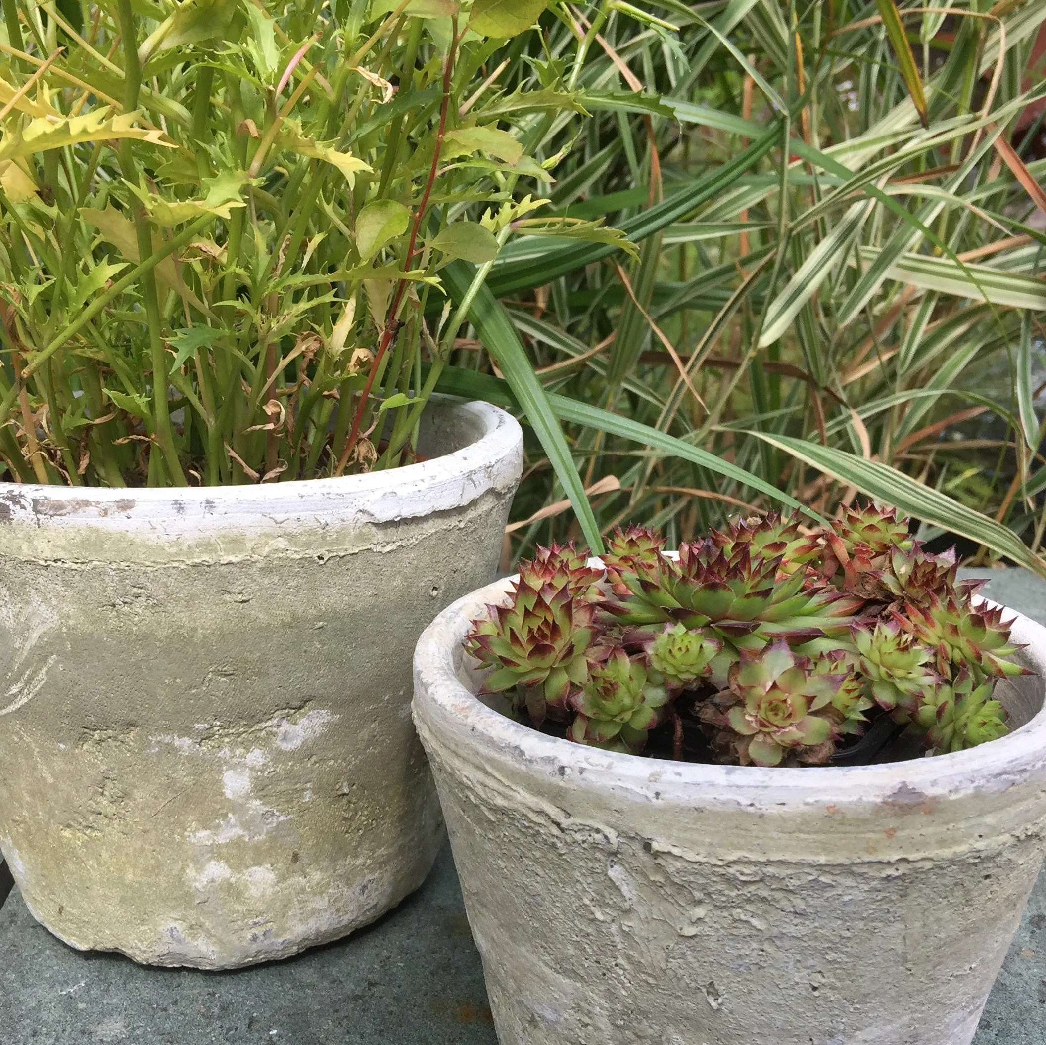 Aged Terracotta Cactus Pot - Various Sizes