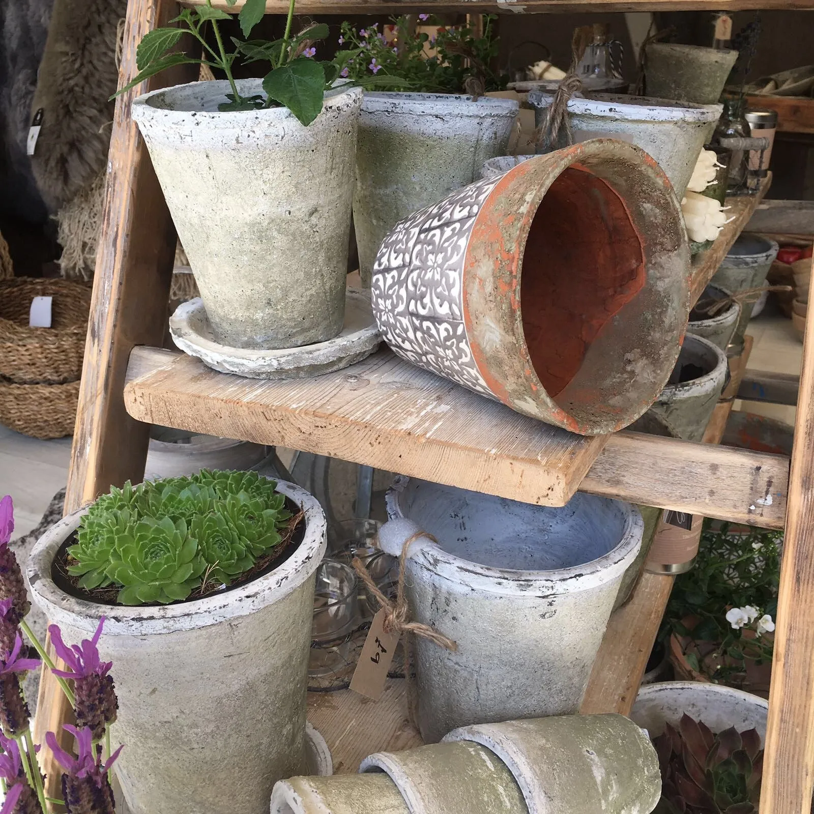 Aged Terracotta Cactus Pot - Various Sizes