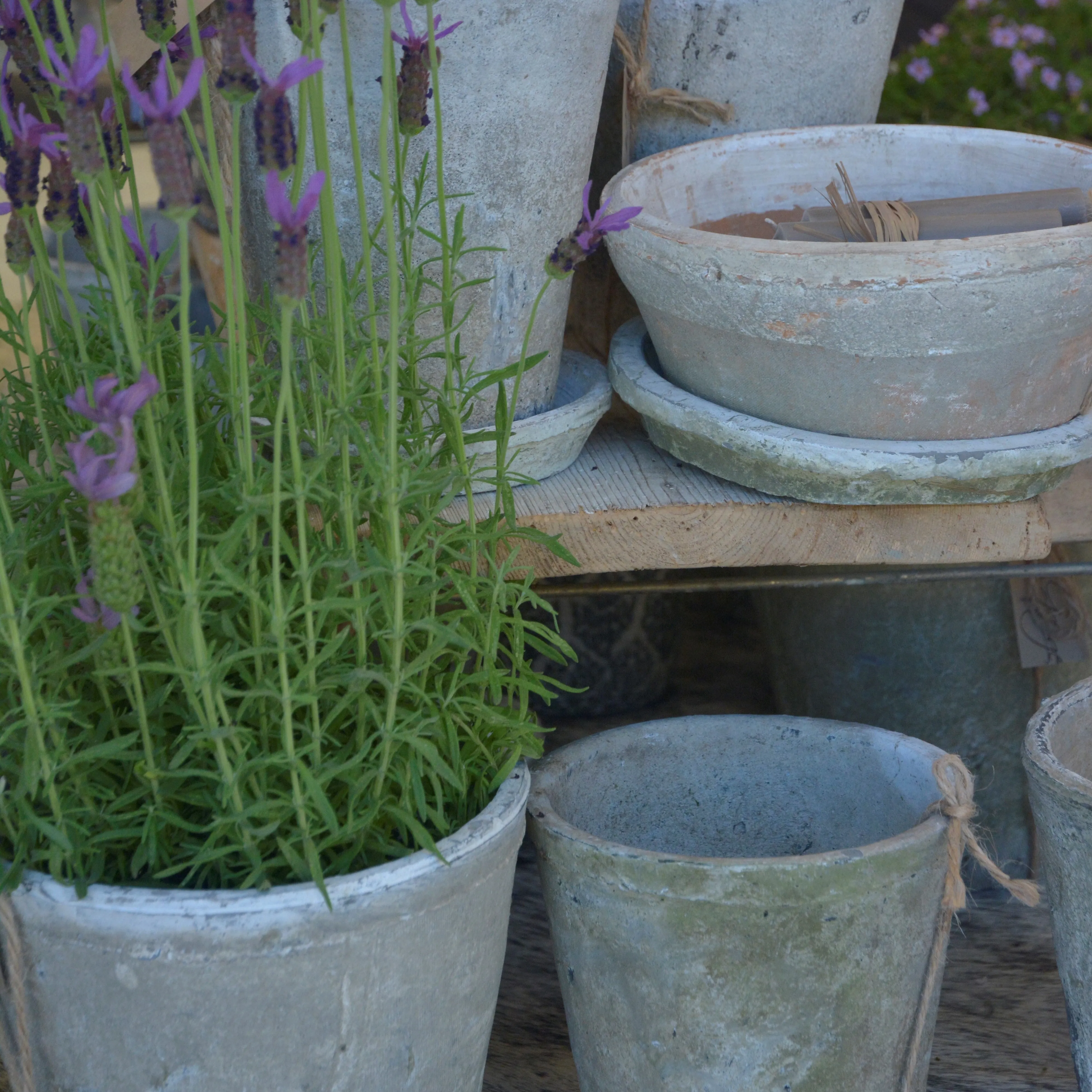 Aged Terracotta Cactus Pot - Various Sizes